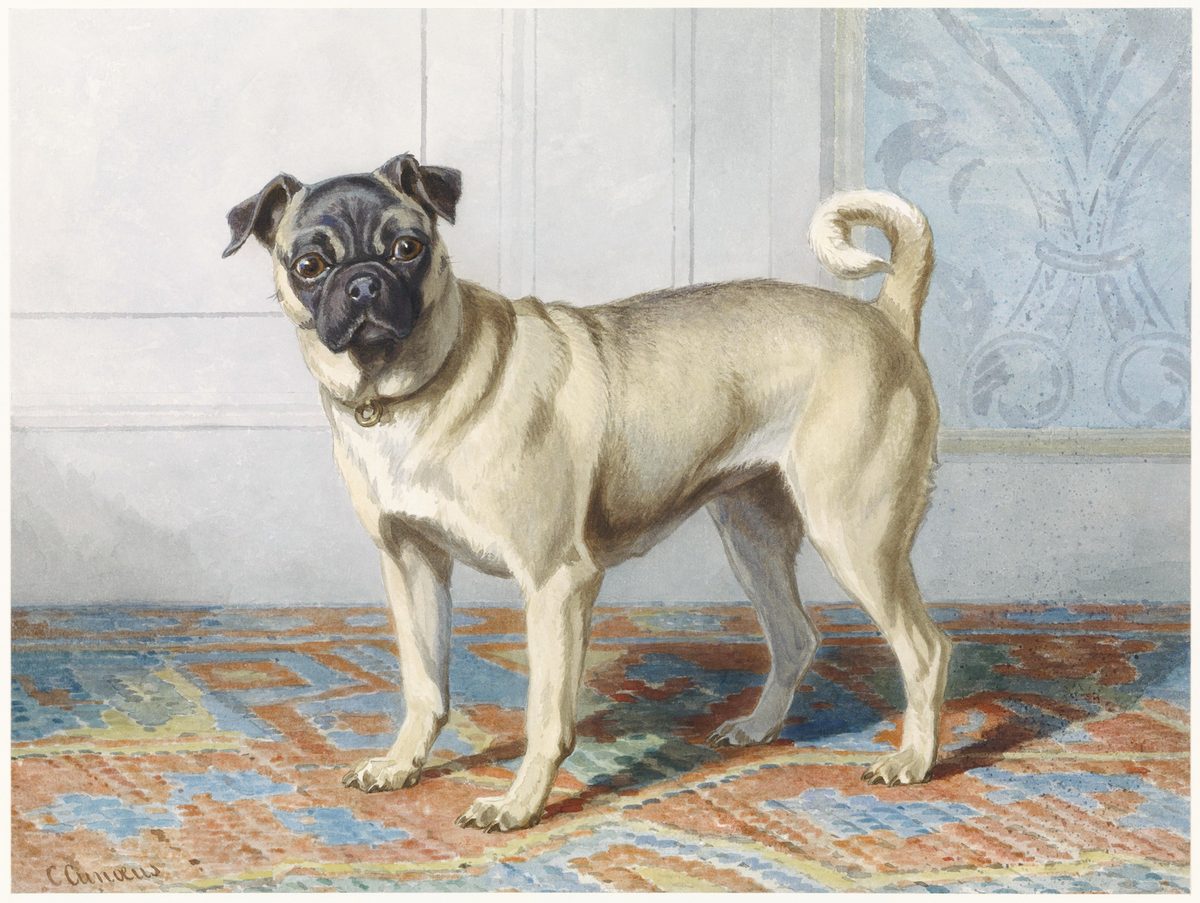 Portrait of Edwin Vom Rath’s Pug (ca. 1880–1895) by Conradijn Cunaeus. Original from The Rijksmuseum. Digitally enhanced by rawpixel.
